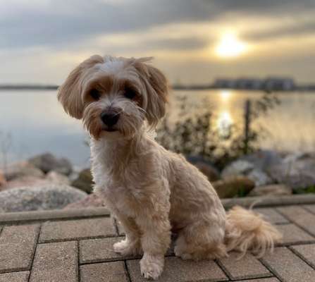 Mischlingshunde Foto Aufruf-Beitrag-Bild