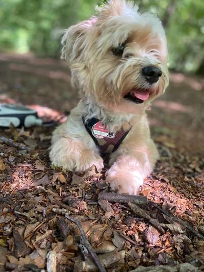 Hunde Porträt (Portrait) Galerie....-Beitrag-Bild