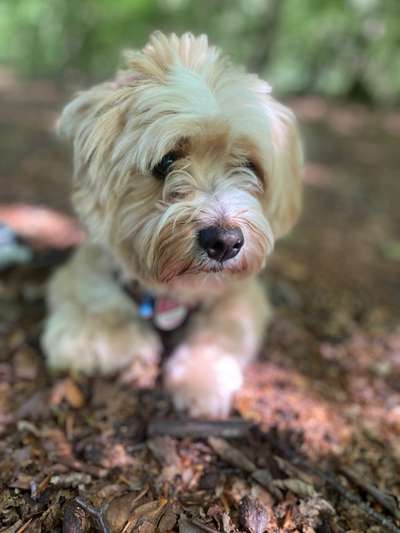 Hunde Porträt (Portrait) Galerie....-Beitrag-Bild