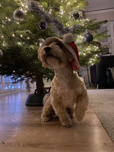 Dogorama Photo Challenge - Festliches Accessoires-Beitrag-Bild