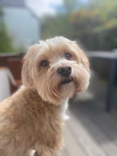 Hunde Porträt (Portrait) Galerie....-Beitrag-Bild