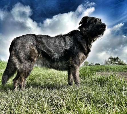 Schäferhund-Beitrag-Bild