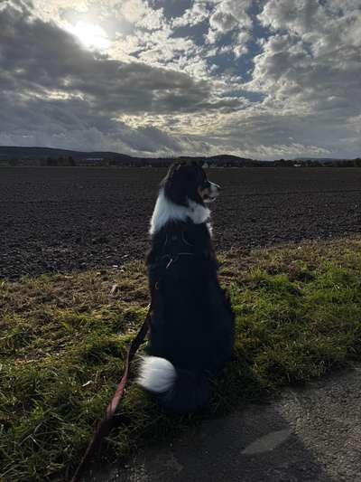 Hundetreffen-Spiel- und Gassi Freund🐶-Bild