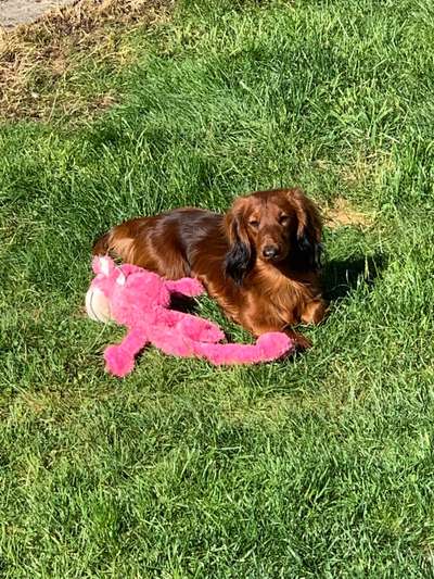 Dogorama Photo Challenge - Lieblingsspielzeug!-Beitrag-Bild