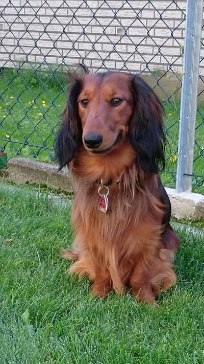 Die Dogorama Kalender Challenge Titelbild-Beitrag-Bild