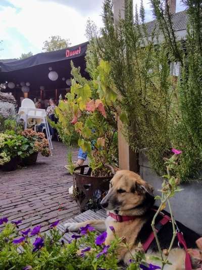 Raststätten-Beitrag-Bild