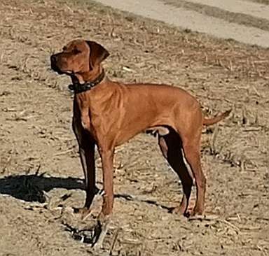 Rhodesian Ridgeback-Beitrag-Bild