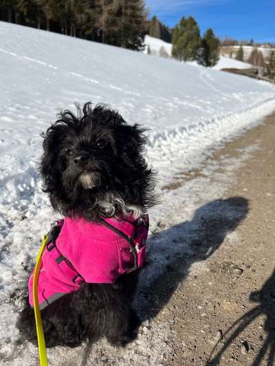 Dogorama Photo Challenge - Einmal lächeln bitte-Beitrag-Bild