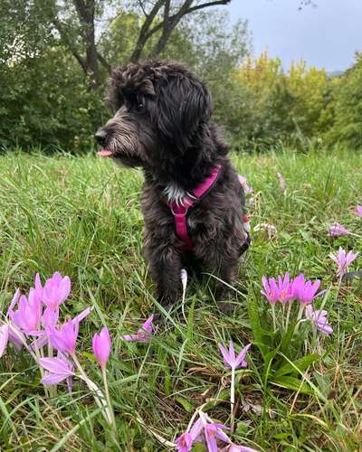 Alles rund um den Pudel-Beitrag-Bild