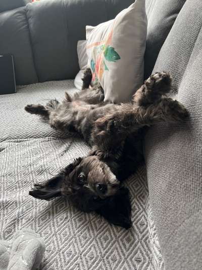 Alles rund um den Pudel-Beitrag-Bild