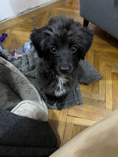 Mischlinge raten - Rätselspaß-Beitrag-Bild