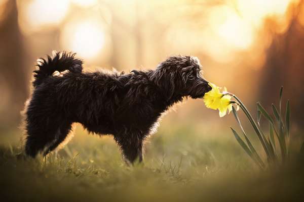 Fotochallenge 78

Es grünt und blüht-Beitrag-Bild