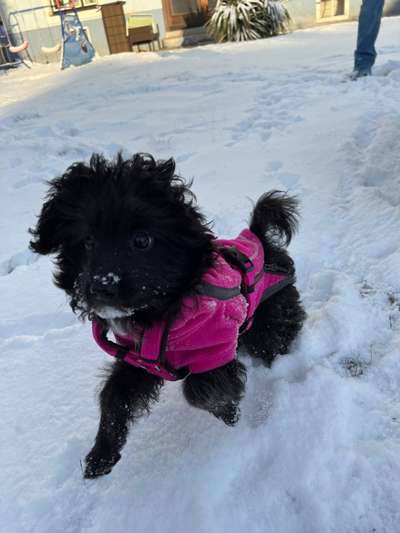 Fotochallenge 66 ~ Rennaction -Zeig deinen Hund im Lauf-Beitrag-Bild