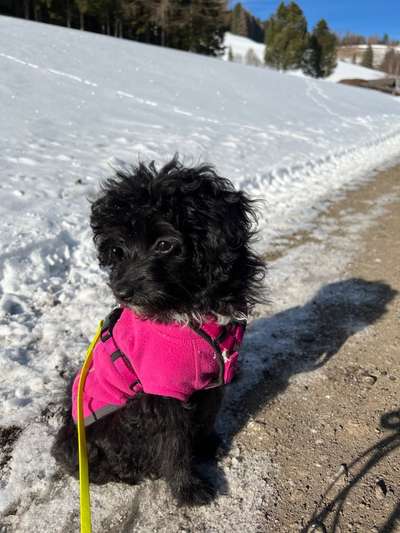 Dogorama Photo Challenge - Tierischer Urlaub-Beitrag-Bild