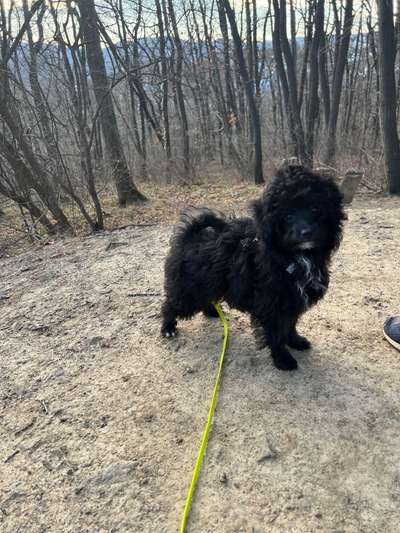 Zeigt her eure Pudel und Pudelmischlinge (:-Beitrag-Bild