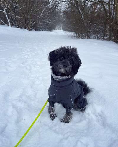 Hundekleidung - Top oder Flop-Beitrag-Bild