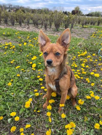 Die Dogorama Monats Challenge "Es grünt und blüht"-Beitrag-Bild