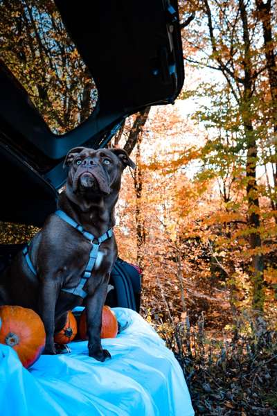 Olde English Bulldogge-Beitrag-Bild