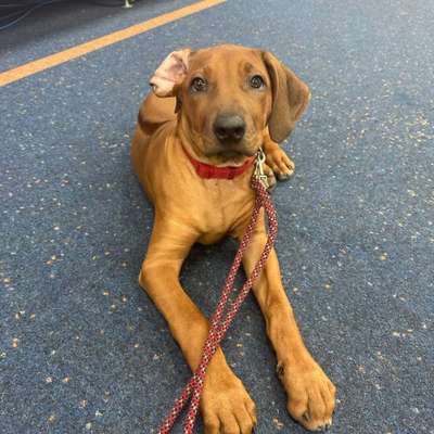 Hundetreffen-Suchen Spielgefährten für unsere Ridgeback Lady 3,5 Monate-Bild