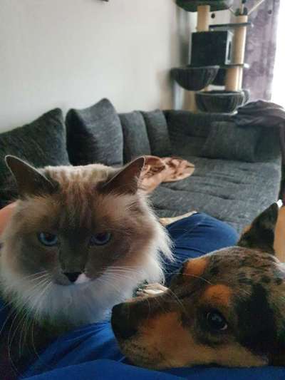 Hund und Katz Momente-Beitrag-Bild