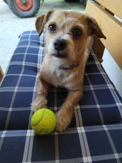 Hund aus dem Spanischen Tierschutz-Beitrag-Bild