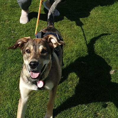 Hundetreffen-Hilfe gesucht - wer könnte mir und meiner Kimba helfen mehr Sicherheit im Alltag zu bekommen? :)