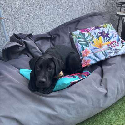 Hundetreffen-Hundefreundschaft gesucht – für Spaziergänge, Training & Spiel-Bild