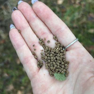 Giftköder-Evtl Giftköder-Bild