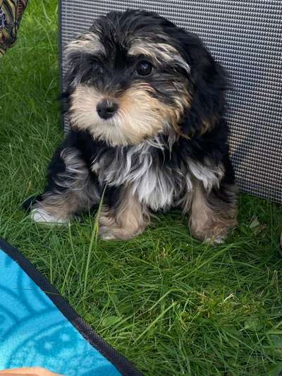 Havaneser-Beitrag-Bild