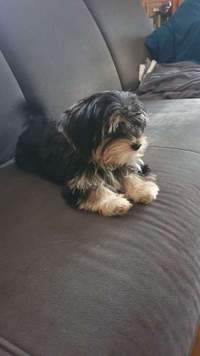 Havaneser-Beitrag-Bild