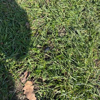 Giftköder-Ölkäfer am Steinplatz-Bild