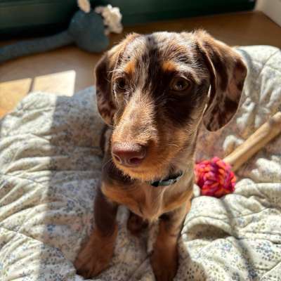 Hundetreffen-Hundefreund/in zum Spazieren & Spielen gesucht-Bild