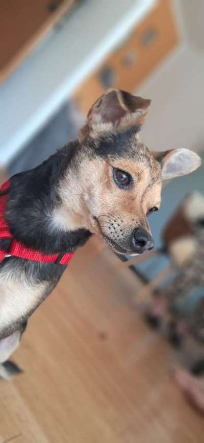 Hundetreffen-Spielkamerad gesucht-Bild