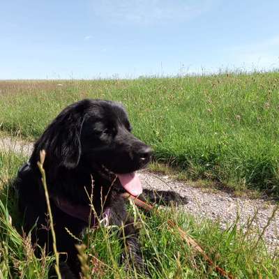 Hundetreffen-Junghundetreffen für "Große" 😉-Bild