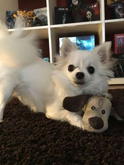 Wo sind die Chihuahua Besitzer ?-Beitrag-Bild