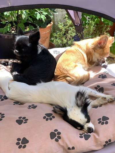 Wo sind die Chihuahua Besitzer ?-Beitrag-Bild