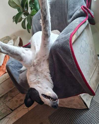 Fotosammlung: ,,Der natürliche Hund" Unbearbeitet, ungestellt und in Natura-Beitrag-Bild