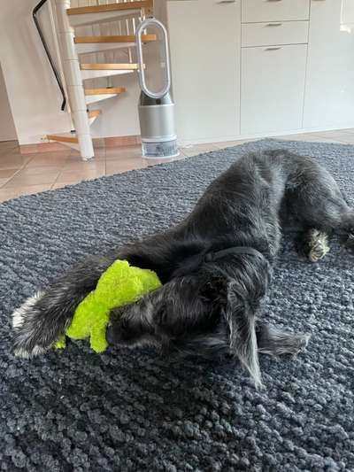 Zeig dein Hund mit seinem Lieblingsspielzeug-Beitrag-Bild