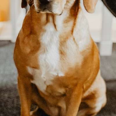 Hundetreffen-Suche Spielfreunde-Bild