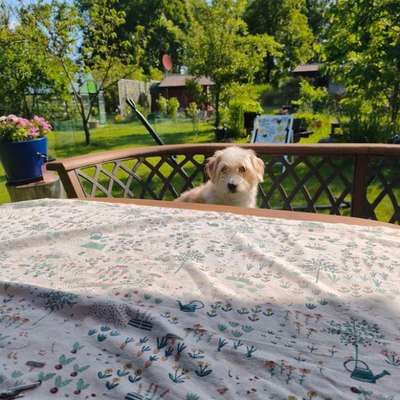 Hundetreffen-Spielen gern bei uns im Garten-Bild