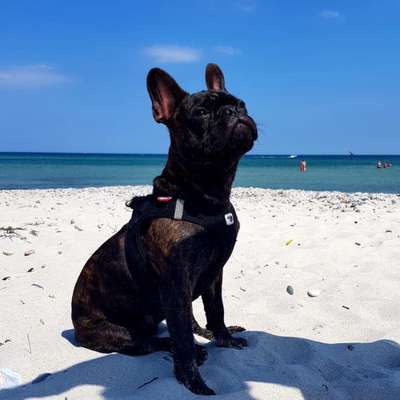 Die Dogorama Wochen Challenge: “Dein Hund im Urlaub”-Beitrag-Bild