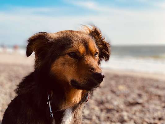 Hundetreffen-Loopy sucht einen Hundefreund mit dem er spielen und von dem er noch viel lernen kann-Bild