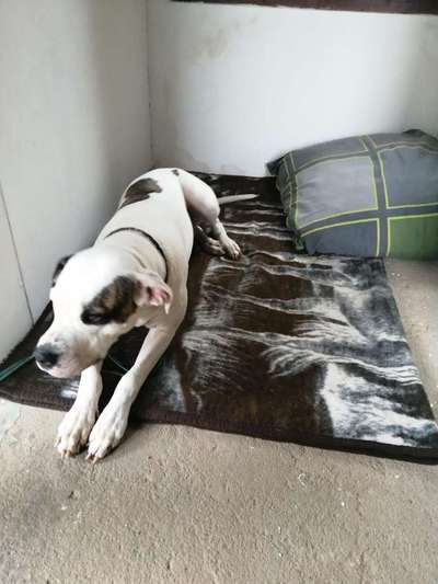 Suchmeldung-Lågøya-Bild