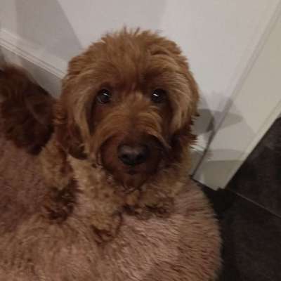 Hundetreffen-Gemeinsame Gassirouten und playdates-Bild