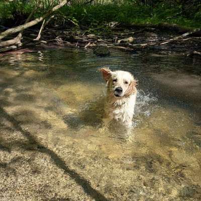 Hundetreffen-Gassi- und Spielgruppe-Bild