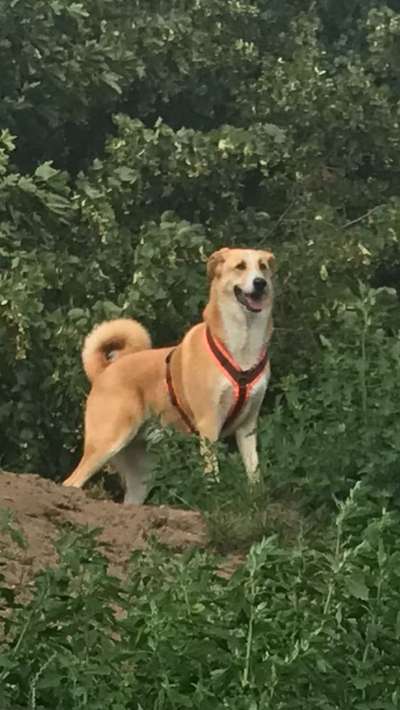 Mischlinge raten - Rätselspaß-Beitrag-Bild