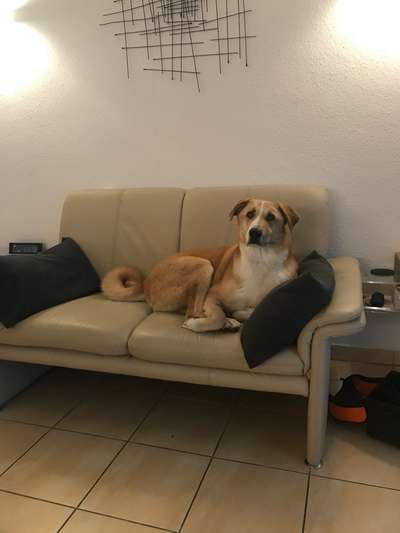 Welche Hunderasse-Beitrag-Bild