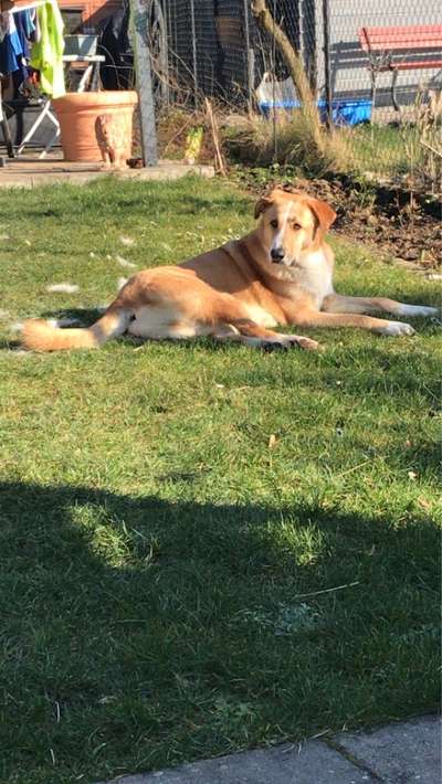 Herdenschutzhund-Beitrag-Bild