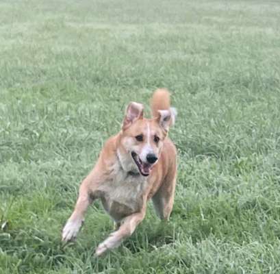 Welche Hunderasse-Beitrag-Bild