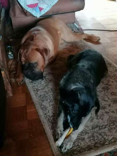 Bordeaux Dogge-Beitrag-Bild